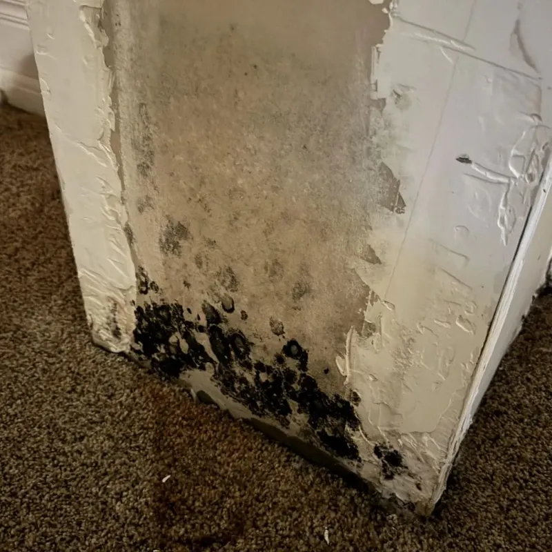 Professional Mold Removal in Brunswick, MD